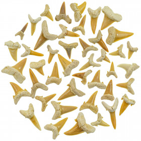 Dents de requin fossilisées - Qualité extra - 30 grammes