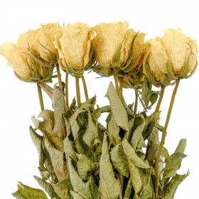 Bouquet fleurs séchées roses crème - 60 cm