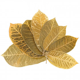 Feuilles leaf stripes - 14 à 20 cm - Lot de 25
