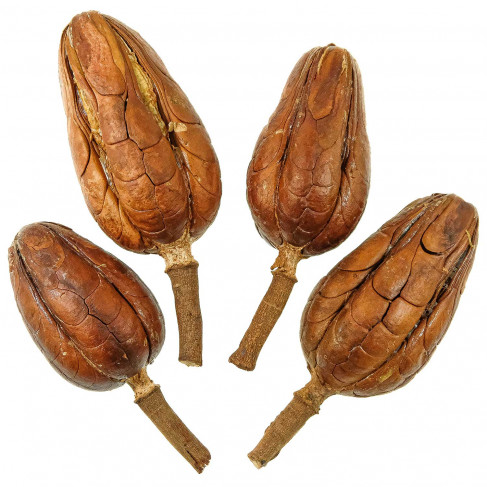 Fruits de mahogany déco séchés - Lot de 3