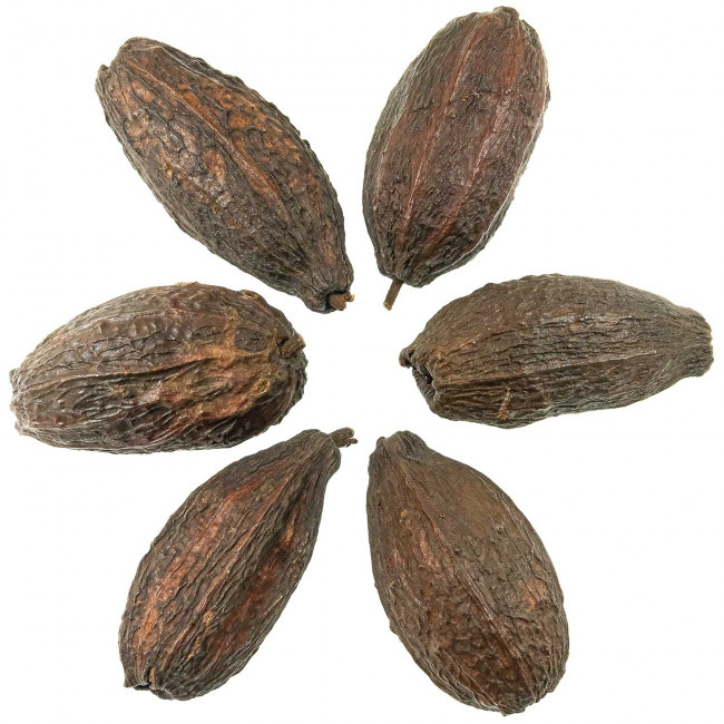 Graines de cacao déco -  Lot de 3