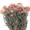 Bouquet fleurs séchées hélichrysum rose (immortelles) - 40 cm
