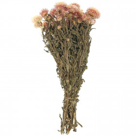 Bouquet fleurs séchées hélichrysum rose (immortelles) - 40 cm