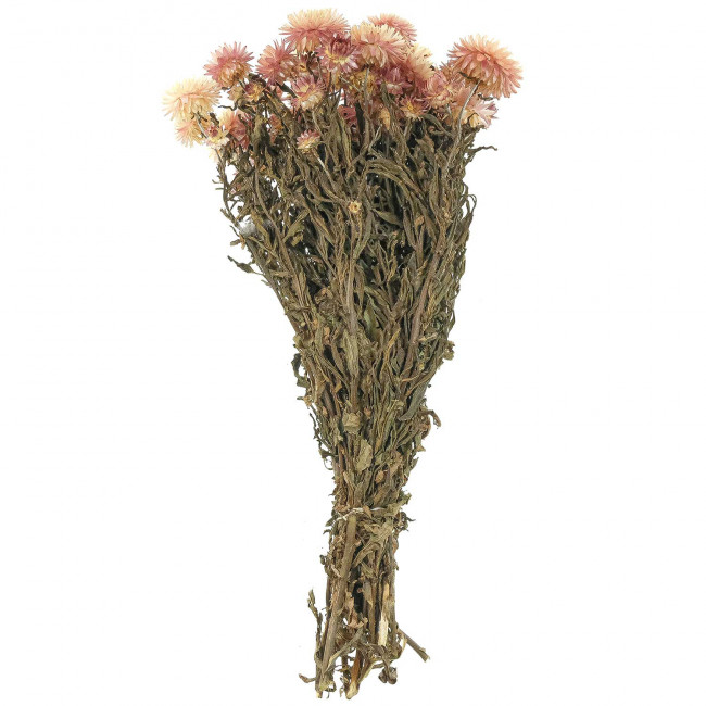 Bouquet fleurs séchées hélichrysum rose (immortelles) - 40 cm