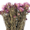 Bouquet fleurs séchées hélichrysum bordeaux (immortelles) - 40 cm