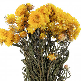 Bouquet fleurs séchées hélichrysum jaune (immortelles) - 45 cm