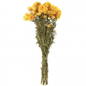 Bouquet fleurs séchées hélichrysum jaune (immortelles) - 45 cm