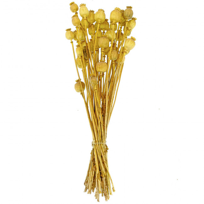 Bouquet fleurs séchées pavot jaune - 60 cm