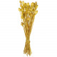 Bouquet fleurs séchées pavot jaune - 60 cm