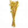 Bouquet fleurs séchées pavot jaune - 60 cm
