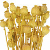 Bouquet fleurs séchées pavot jaune - 60 cm