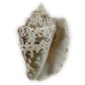 Coquillage strombus lentiginosus