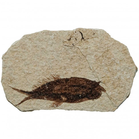 Poisson fossile sur plaque - 7 x 7 cm