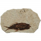 Poisson fossile sur plaque - 7 x 7 cm