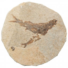 Poissons fossiles sur plaque - 8 x 8 cm