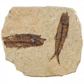 Poissons fossiles sur plaque - 9 x 8 cm