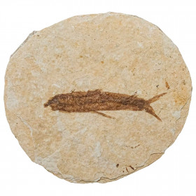 Poisson fossile sur plaque - 7 x 6.5 cm