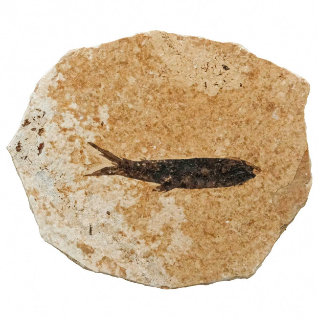 Poissons fossiles sur plaque - 8 x 6.5 cm