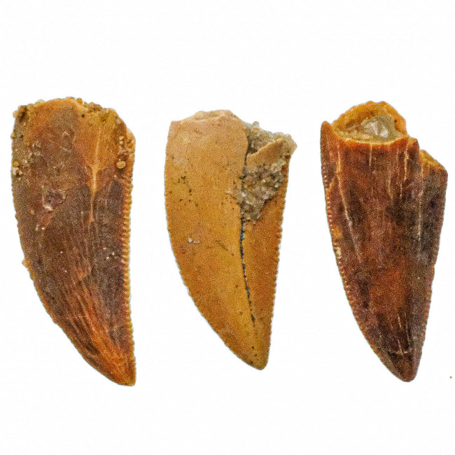 Dent de dinosaure deltadromeus agilis - 1.5 à 2 cm