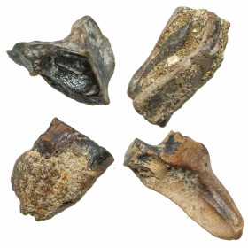 Dent fossile de triceratops - 1 à 1.5 cm