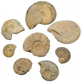 Ammonites avec hématite - 2 à 4 cm - Lot de 2