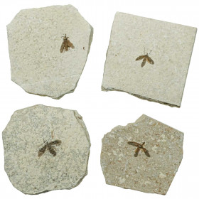 Mouche fossile sur plaque