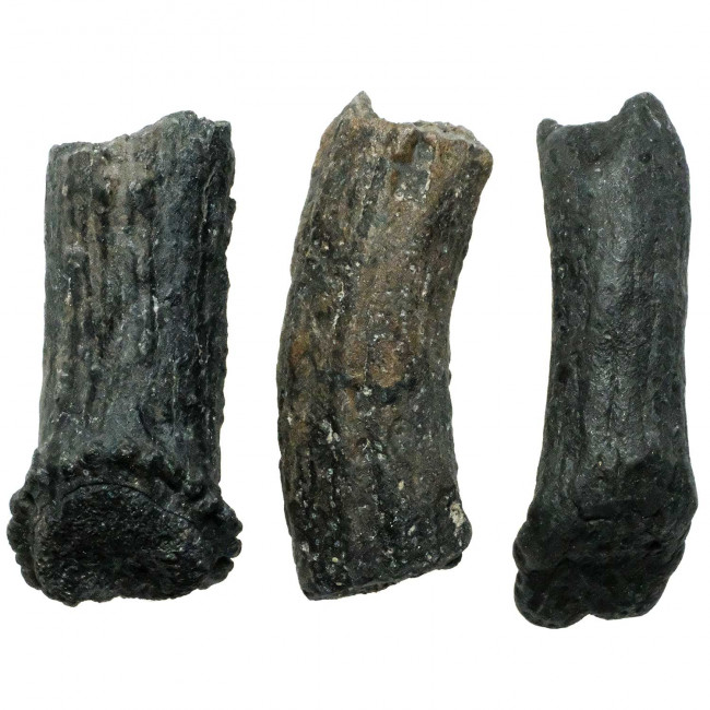 Bois de cervidé fossile - 6 à 7 cm - A l'unité 