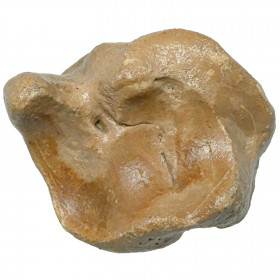 Phalange d'orteil de bison fossilisée - 146 grammes