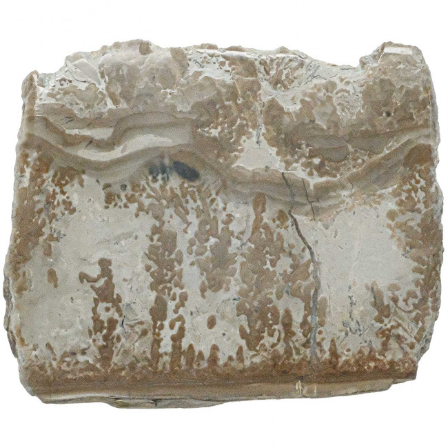 Tranche de stromatolithe polie - 37 grammes