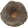 Vertèbre fossile d'ichthyosaure - 9 cm