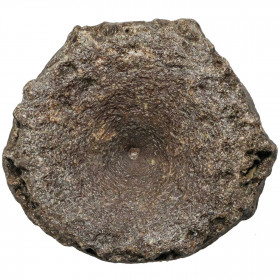 Vertèbre fossile d'ichthyosaure - 9 cm
