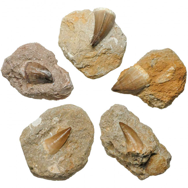Dent de mosasaure fossilisée sur matrice
