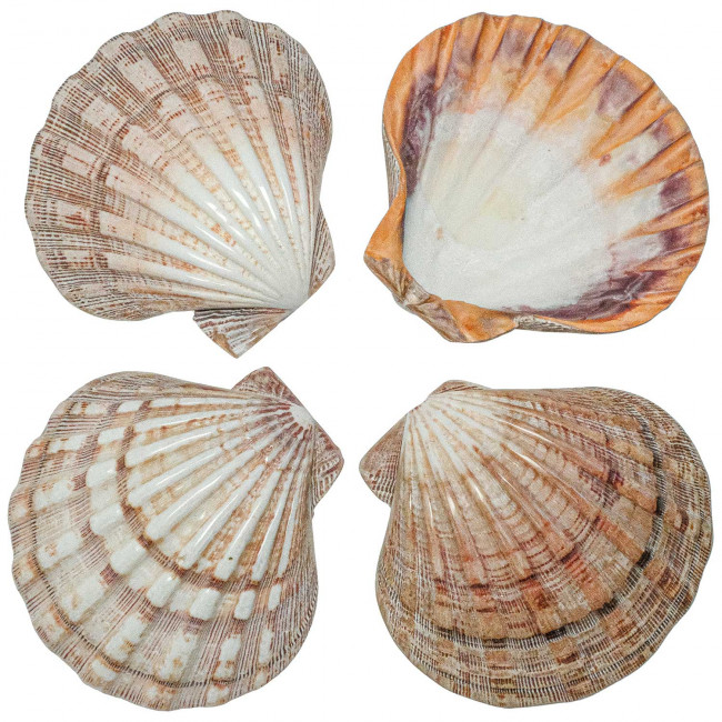 Coquillage pecten subnodosus violet poli - 12 à 14 cm - Lot de 2