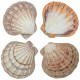 Coquillage pecten subnodosus violet poli - 12 à 14 cm - Lot de 2