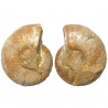 Petite ammonite fossile sciée - La paire