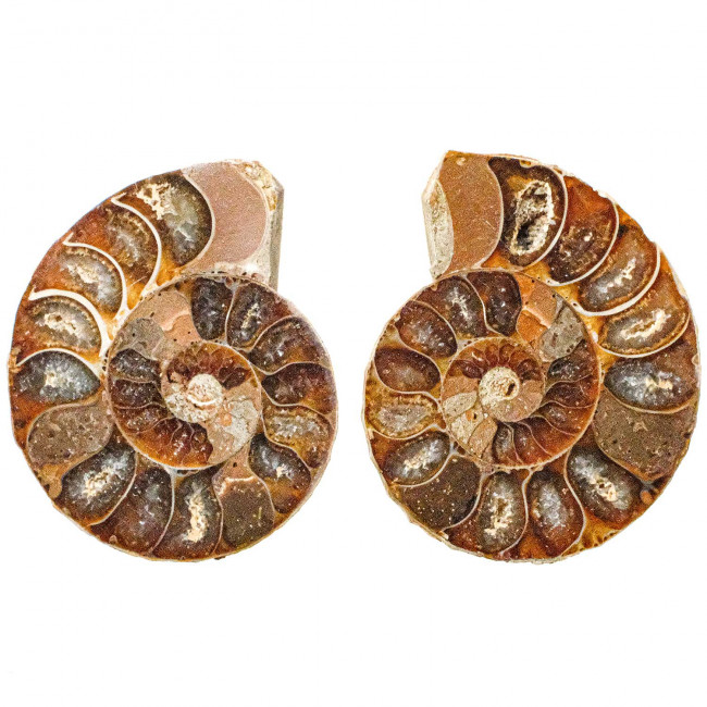 Petite ammonite fossile sciée - La paire