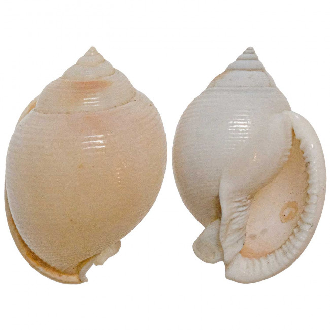 Coquillage phalium bisulcatum
