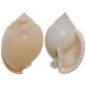 Coquillage phalium bisulcatum