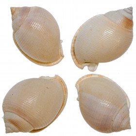 Coquillage phalium bisulcatum