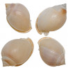 Coquillage phalium bisulcatum