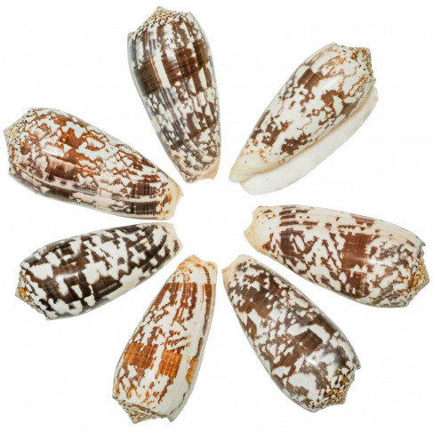 Coquillage conus striatus