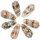 Coquillage conus striatus