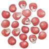 Coquillages trochus fraise - 1.5 à 2 cm - Lot de 5