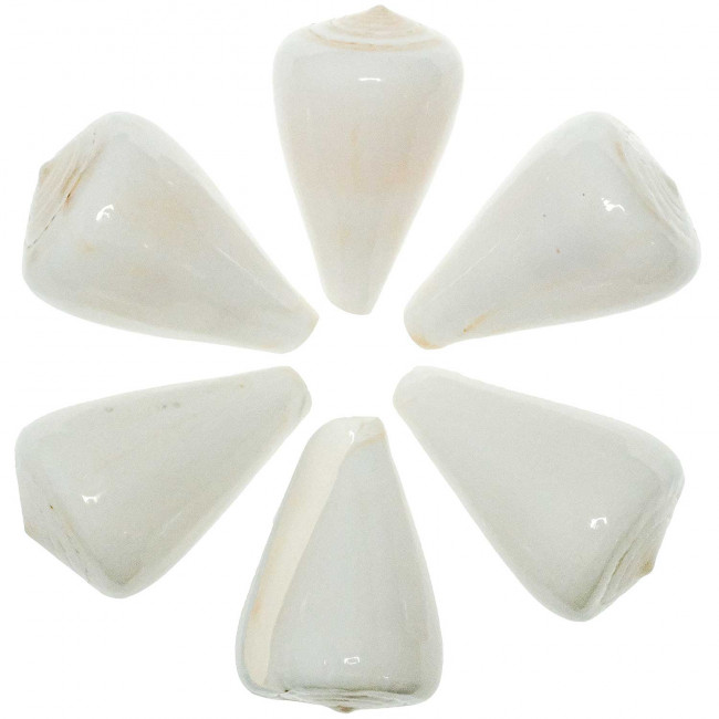 Coquillage conus betulinus blanc poli