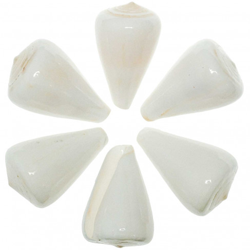 Coquillage conus betulinus blanc poli