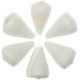 Coquillage conus betulinus blanc poli