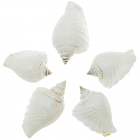 Coquillages strombus canarium taillé poli - 5 à 7 cm - Lot de 2