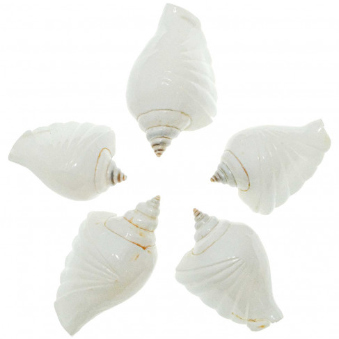 Coquillages strombus canarium taillé poli - 5 à 7 cm - Lot de 2