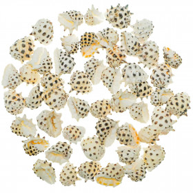 Coquillages drupa ricina - 1.5 à 2.5 cm - Lot de 5