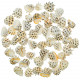 Coquillages drupa ricina - 1.5 à 2.5 cm - Lot de 5